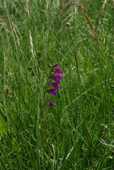 Gladiolus palustris