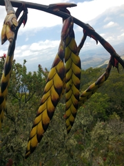 Tillandsia clavigera