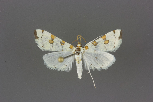 Eight-barred Lygropia Moth
