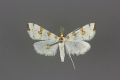 Conchylodes octonalis