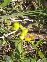 Ophrys lutea galilaea