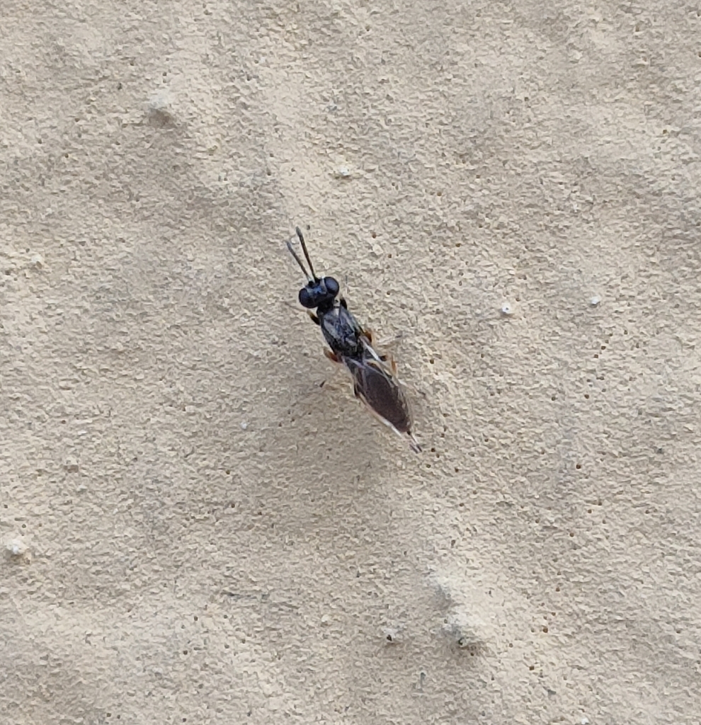 Eupelmus microzonus