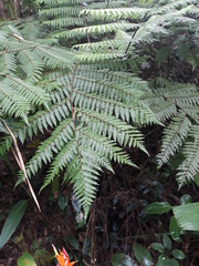 Alsophila alta