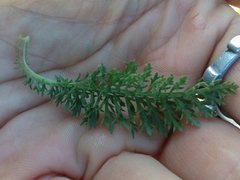 Achillea millefolium
