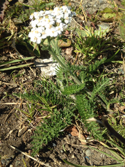 Achillea millefolium