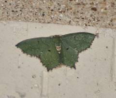 Chloropteryx nordicaria