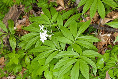 Cardamine heptaphylla