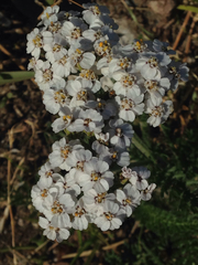 Achillea millefolium
