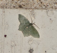 Chloropteryx nordicaria