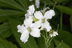 Cardamine heptaphylla