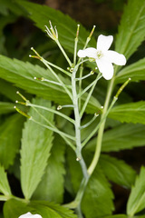 Cardamine heptaphylla