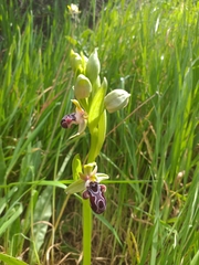 Ophrys kotschyi