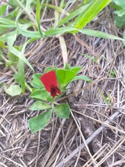 Lotus tetragonolobus
