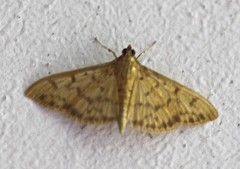 Patania balteata