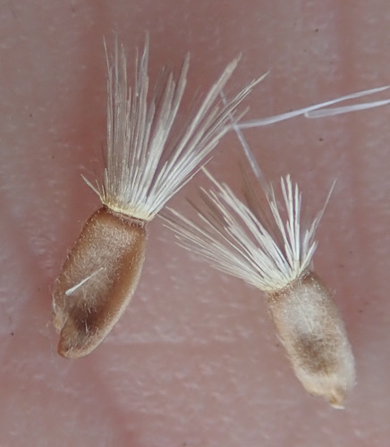 Didžiagalvė bajorė nuotrauka