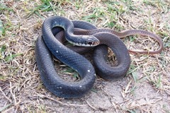 Coluber constrictor anthicus