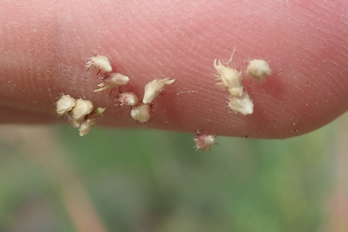 Echinochloa muricata spikelets often stick to your fingers