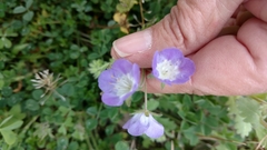 Phacelia patuliflora