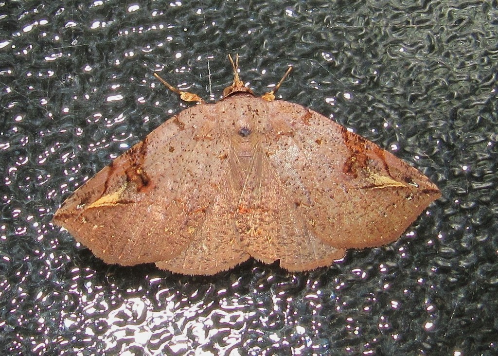 Metallata arbuscula