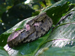Bothrops osbornei