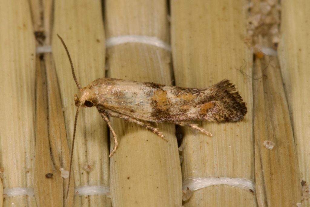 Chalk-hill Lance-wing