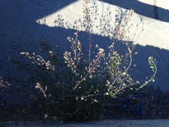 Capsella bursa-pastoris