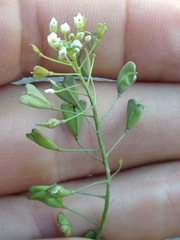 Capsella bursa-pastoris
