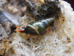Zoniferella albobalteata