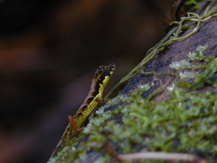 Anolis gracilipes