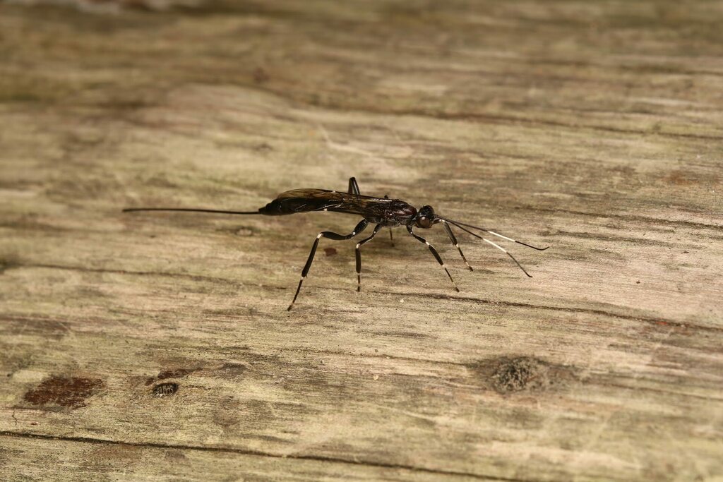 Xorides stigmapterus