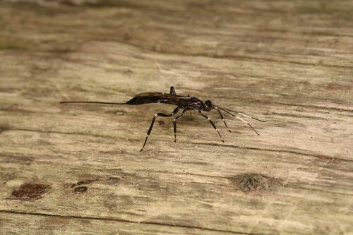 Xorides stigmapterus