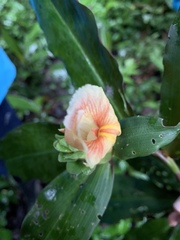 Costus varzearum
