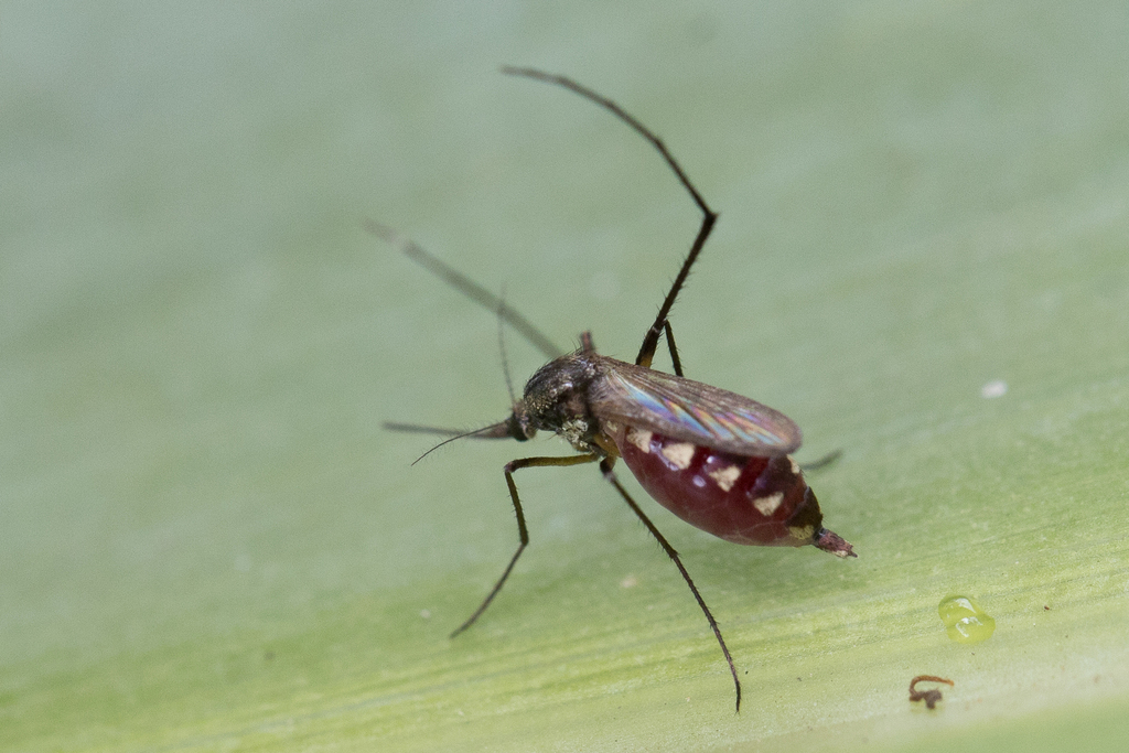 Psorophora discrucians