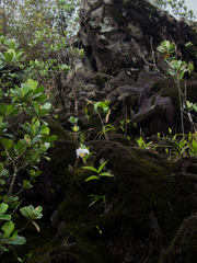 Sobralia chrysostoma