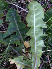 Taraxacum officinale