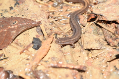 Eurycea multiplicata