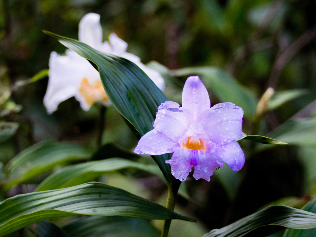 Sobralia warszewiczii