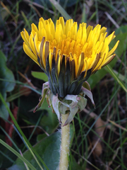 Taraxacum officinale