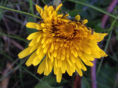 Taraxacum officinale