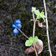 Coccocypselum hispidulum