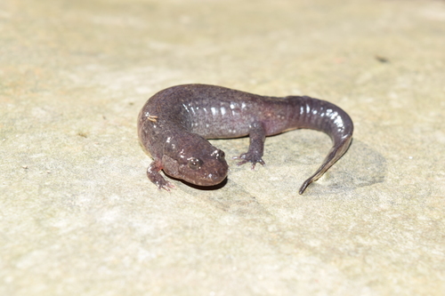 Ouachita Dusky Salamander