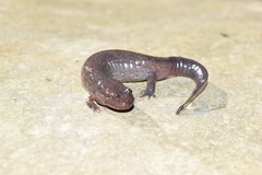 Desmognathus brimleyorum