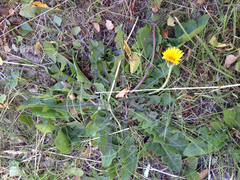 Taraxacum officinale