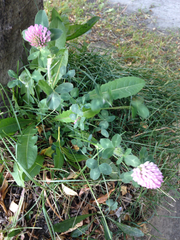 Trifolium pratense