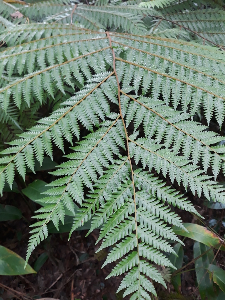 Alsophila alta
