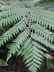 Alsophila alta