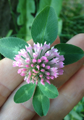 Trifolium pratense