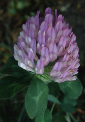 Trifolium pratense
