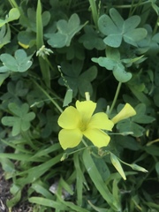 Oxalis pes-caprae