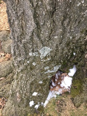 Parmeliaceae